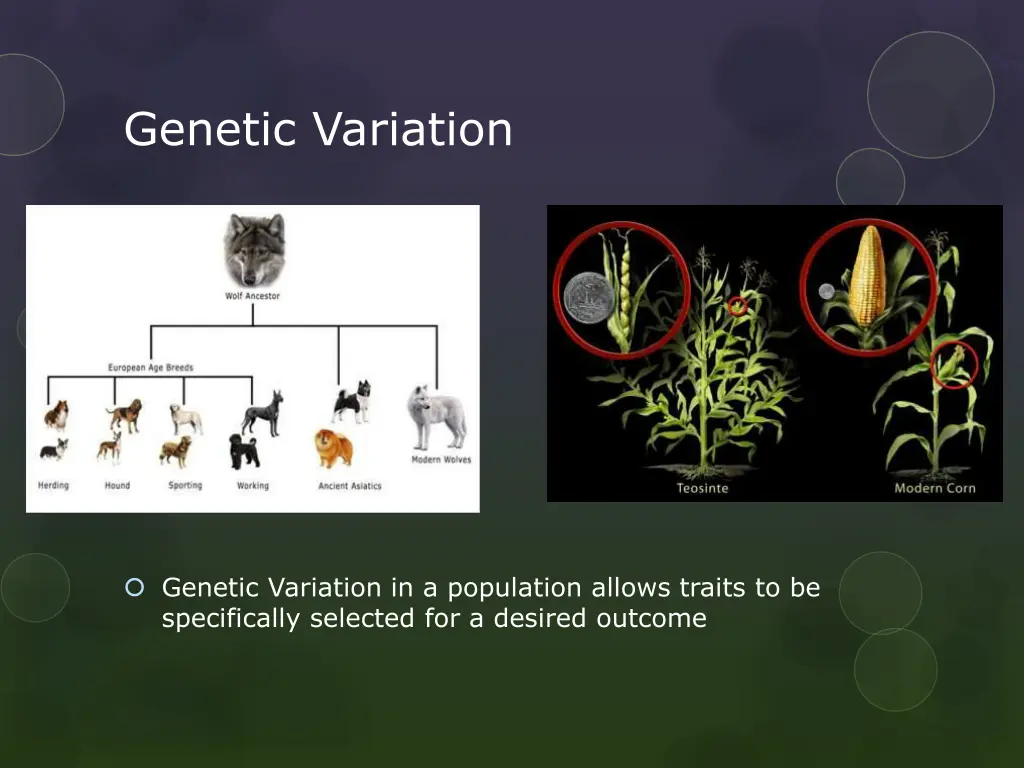 genetic variation