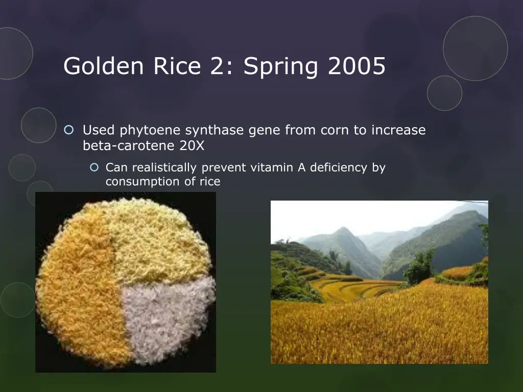 golden rice 2 spring 2005