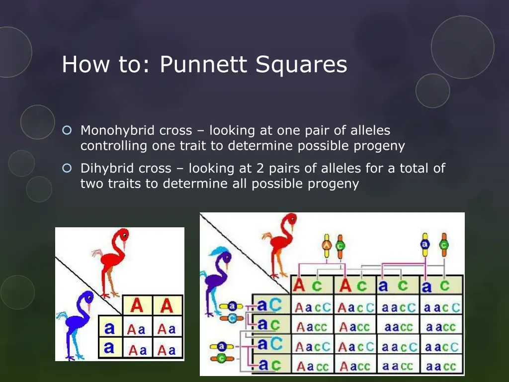 how to punnett squares