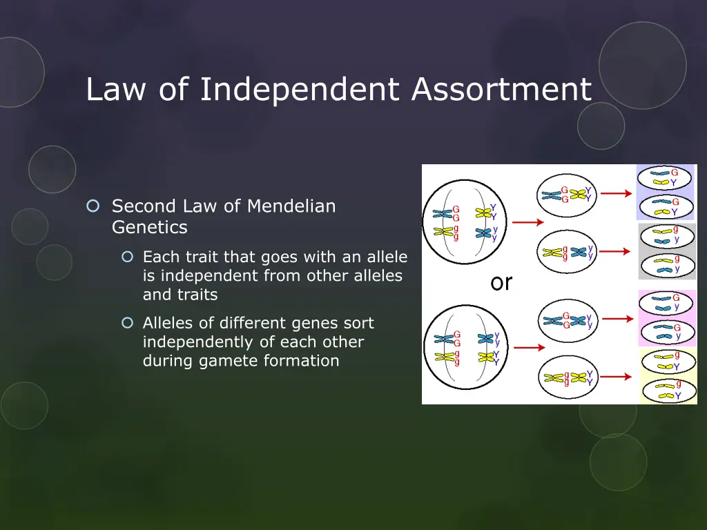 law of independent assortment