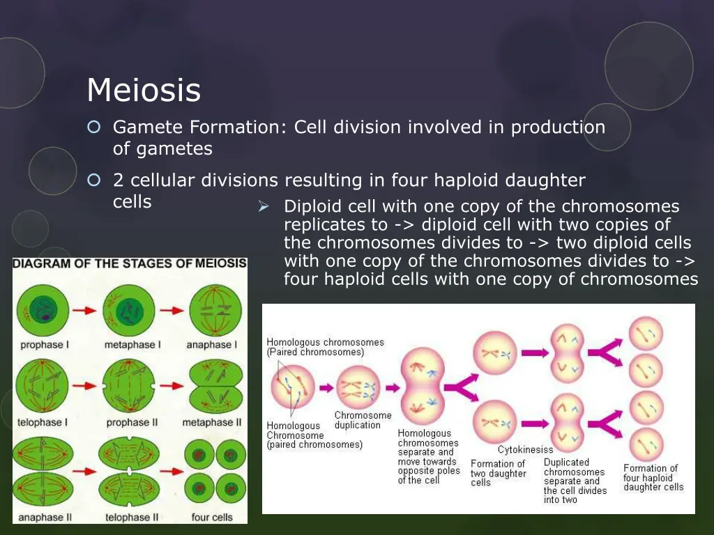 meiosis gamete formation cell division involved