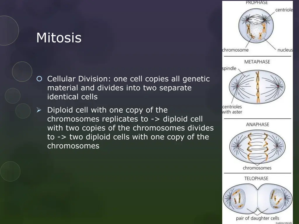 mitosis