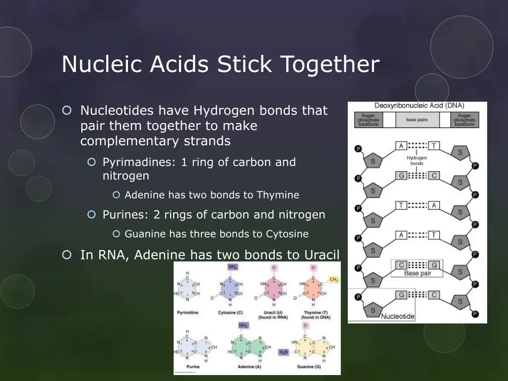 nucleic acids stick together