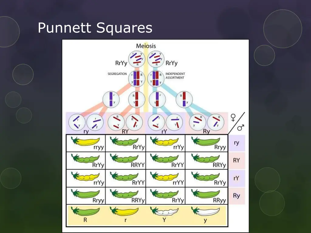 punnett squares