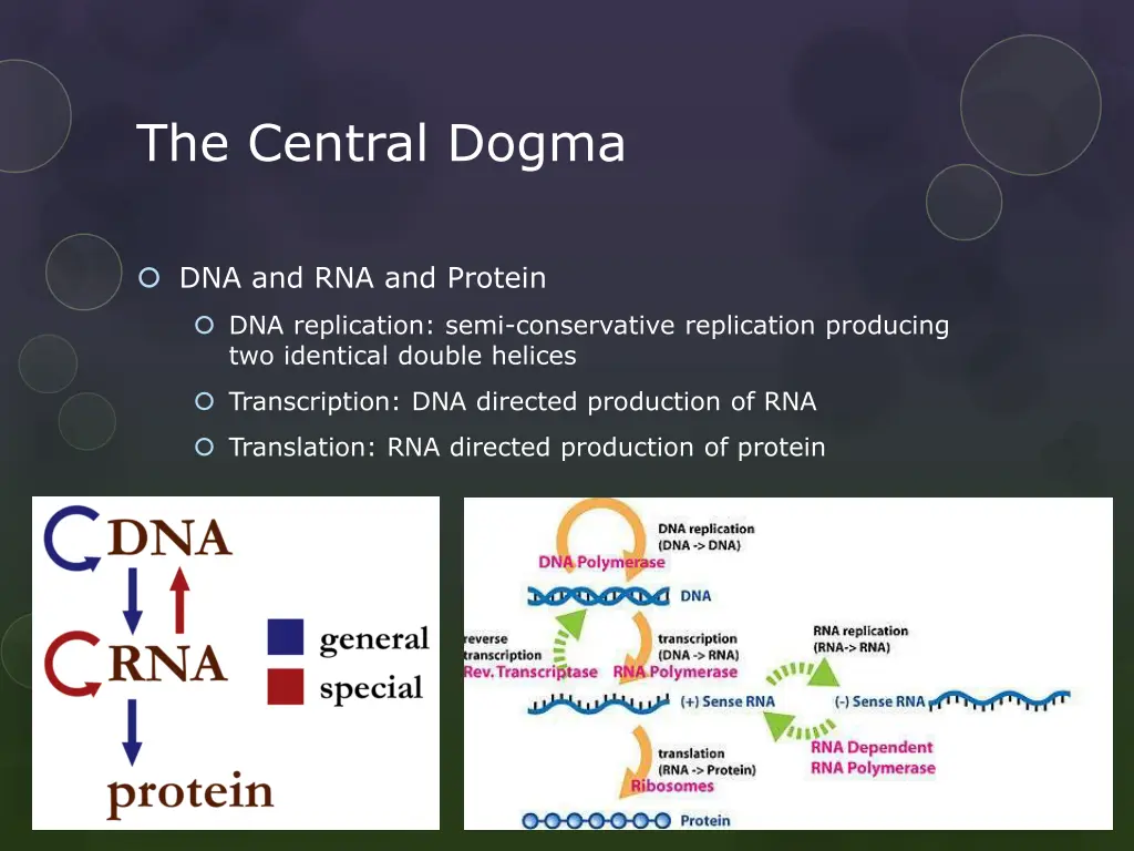 the central dogma