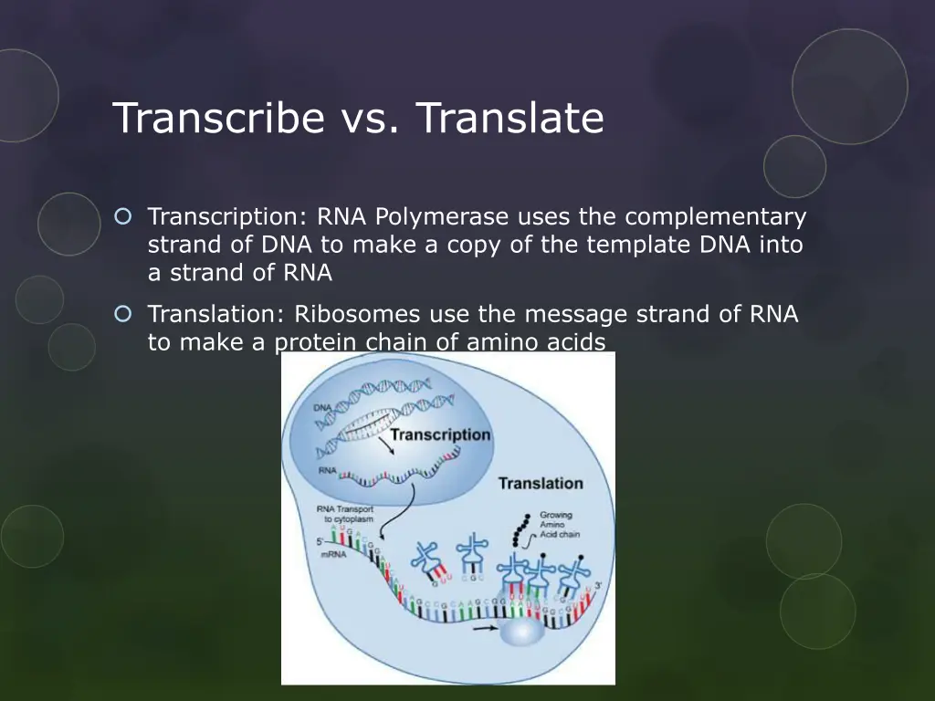 transcribe vs translate