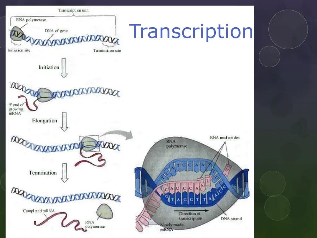 transcription