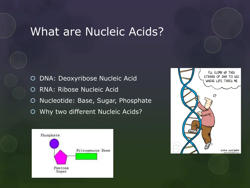 what are nucleic acids