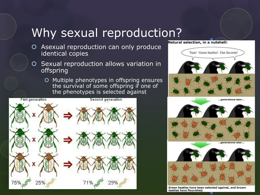 why sexual reproduction