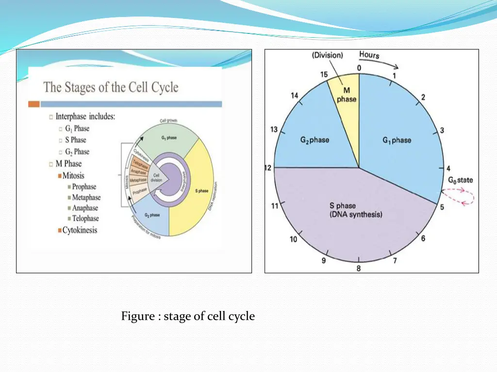 figure stage of cell cycle