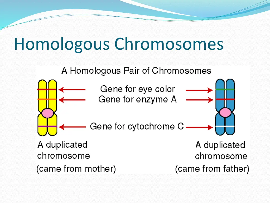 homologous chromosomes