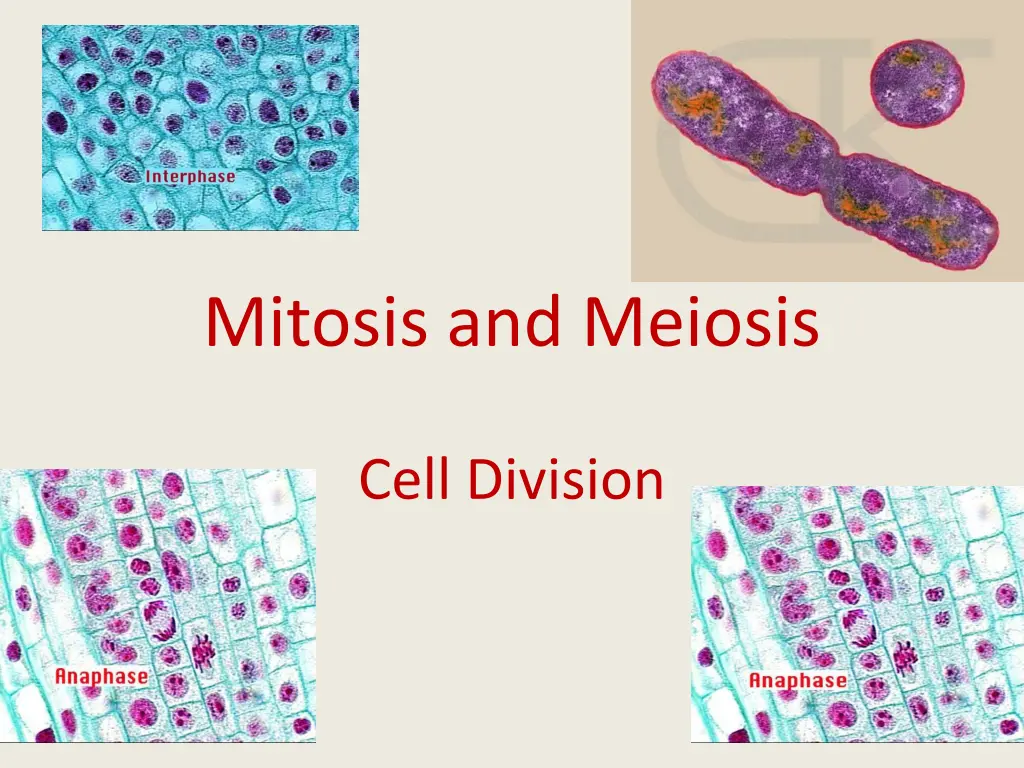 mitosis and meiosis