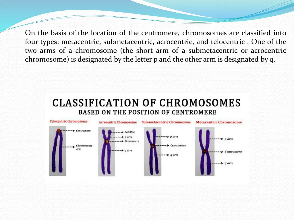 on the basis of the location of the centromere