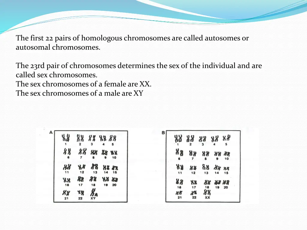 the first 22 pairs of homologous chromosomes