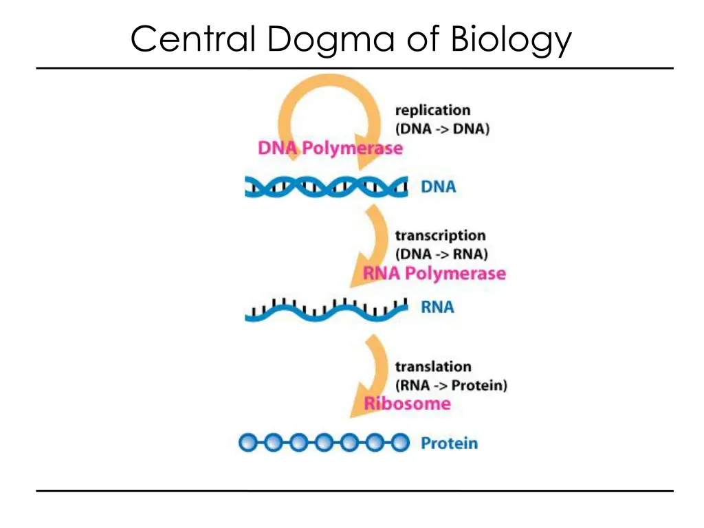 central dogma of biology