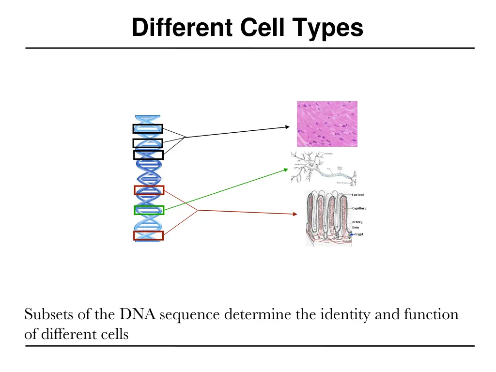 different cell types