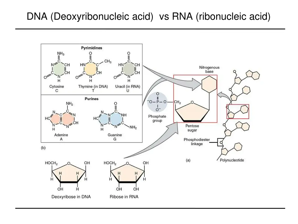 dna deoxyribonucleic acid vs rna ribonucleic acid