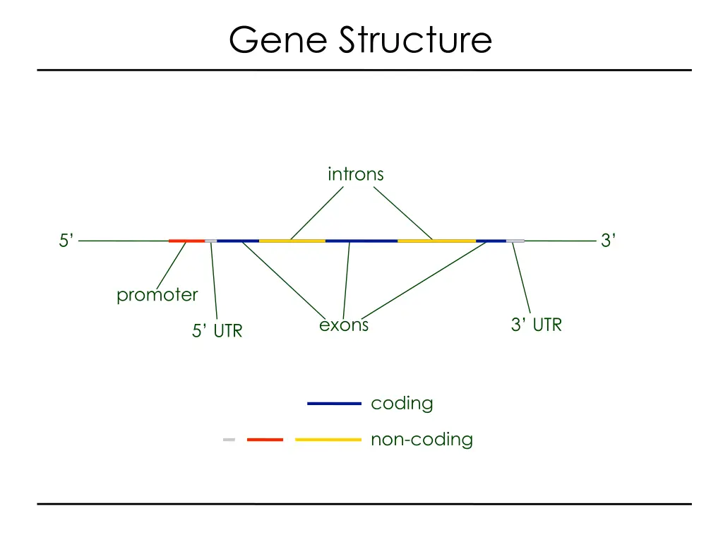 gene structure