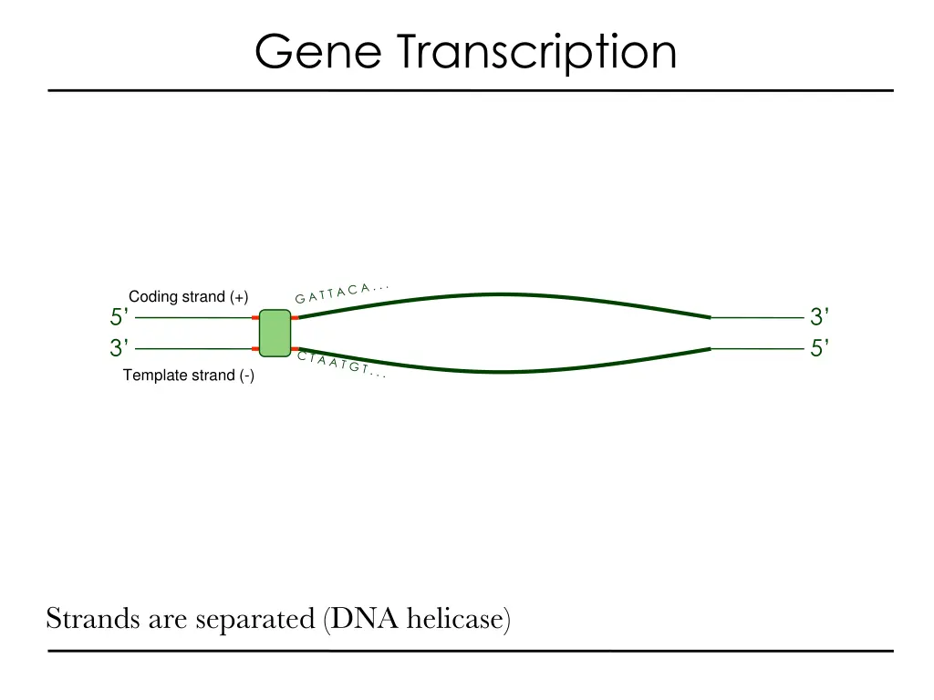 gene transcription 1