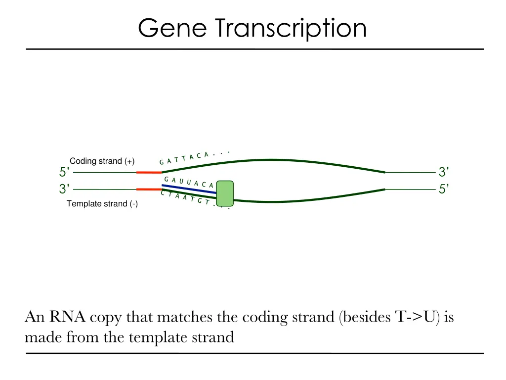 gene transcription 2