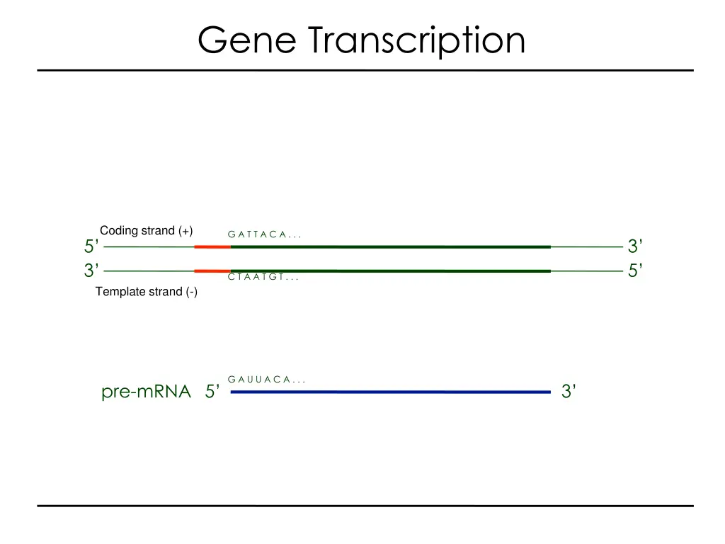 gene transcription 3