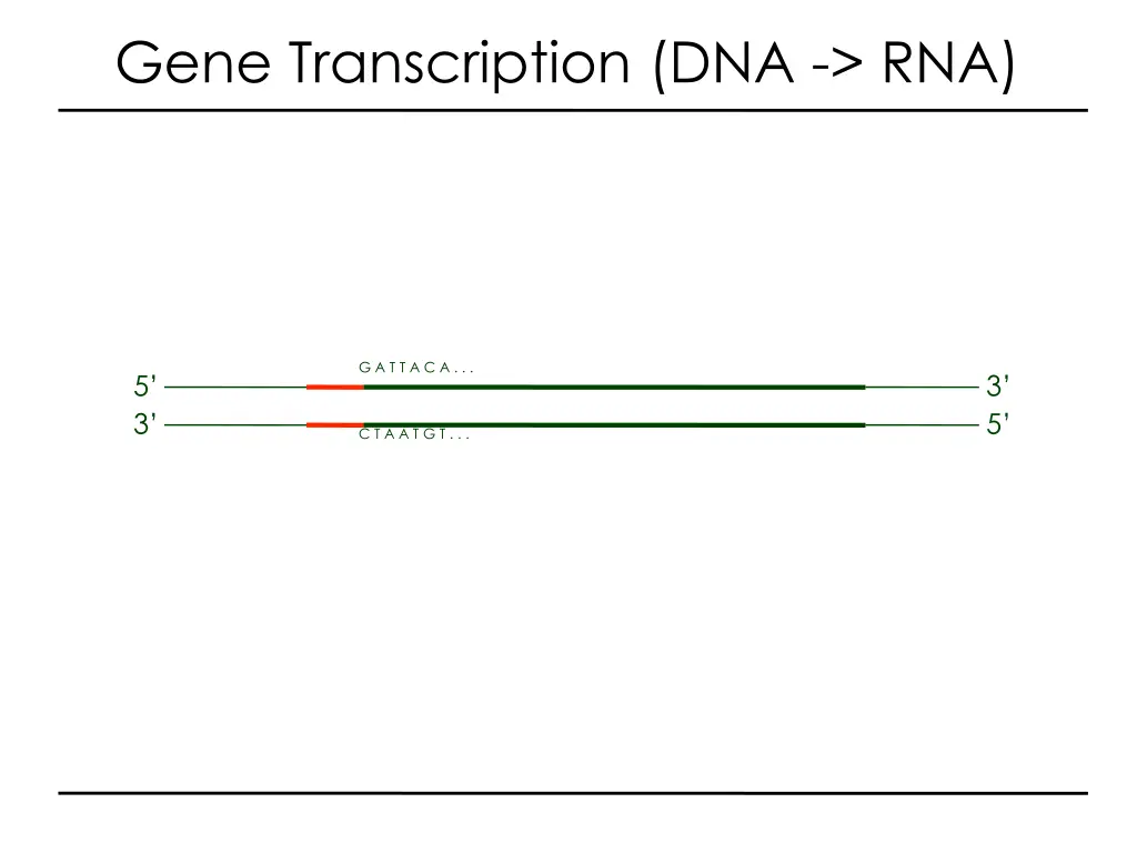 gene transcription dna rna 1