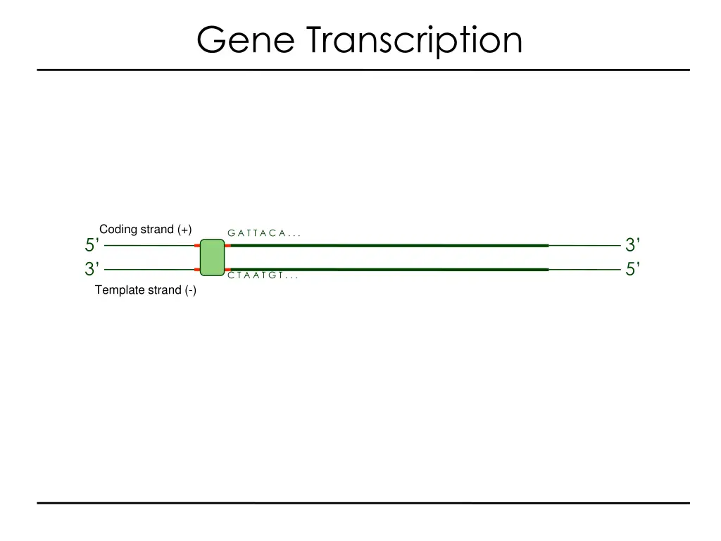 gene transcription