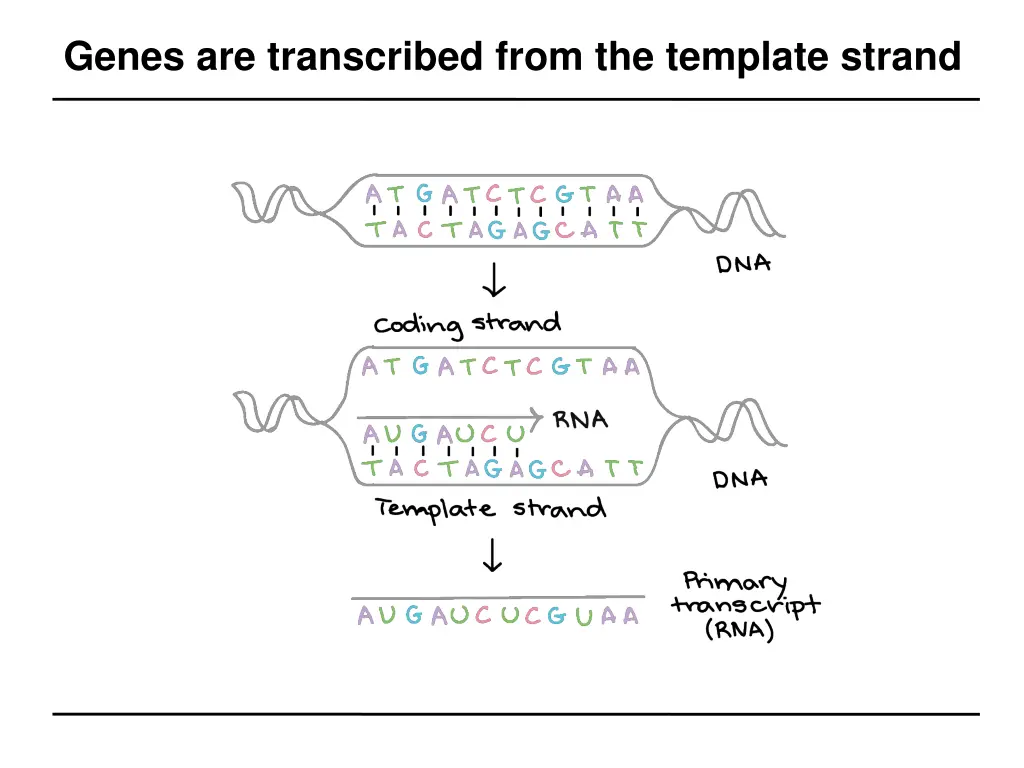 genes are transcribed from the template strand