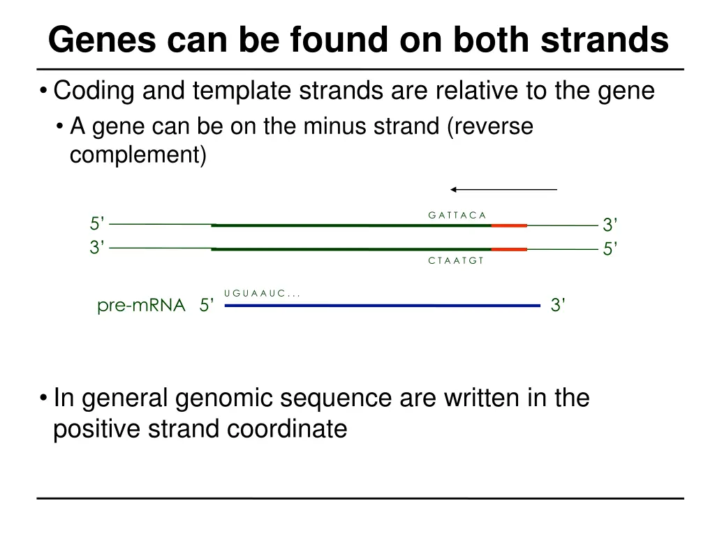 genes can be found on both strands