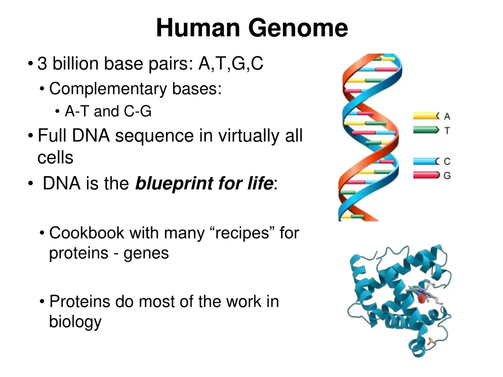 human genome