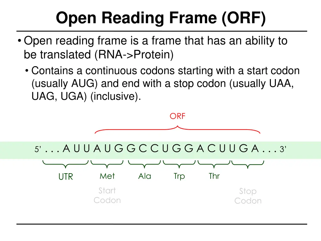 open reading frame orf