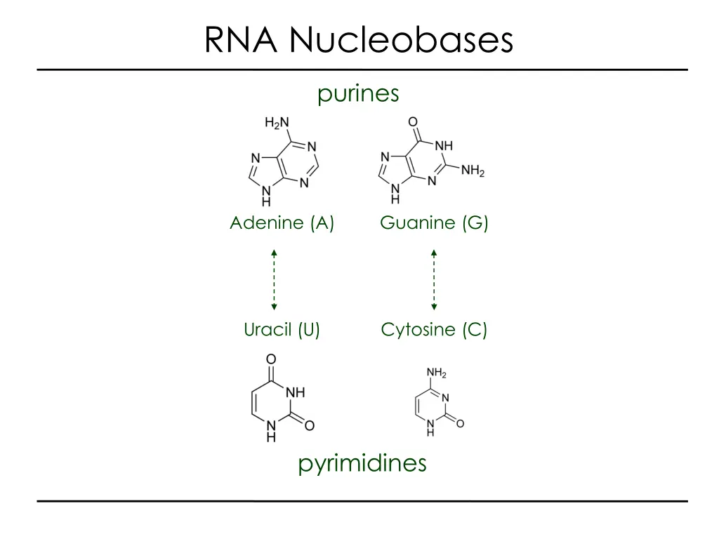 rna nucleobases