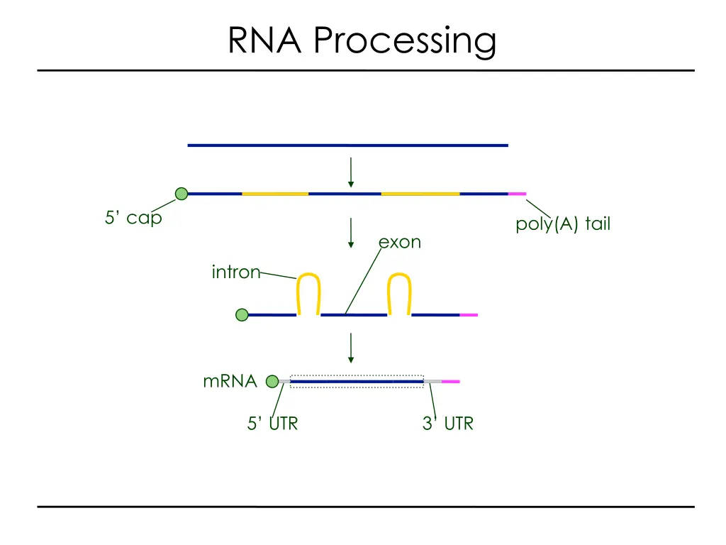 rna processing