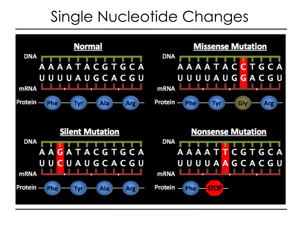 single nucleotide changes