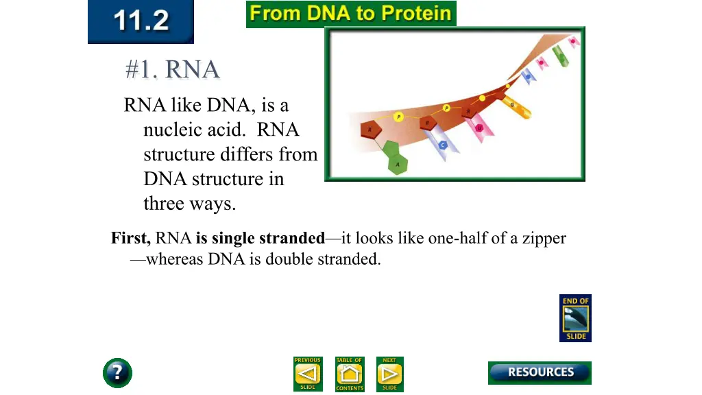 1 rna