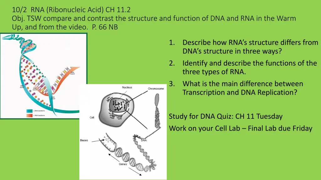 10 2 rna ribonucleic acid ch 11 2 obj tsw compare