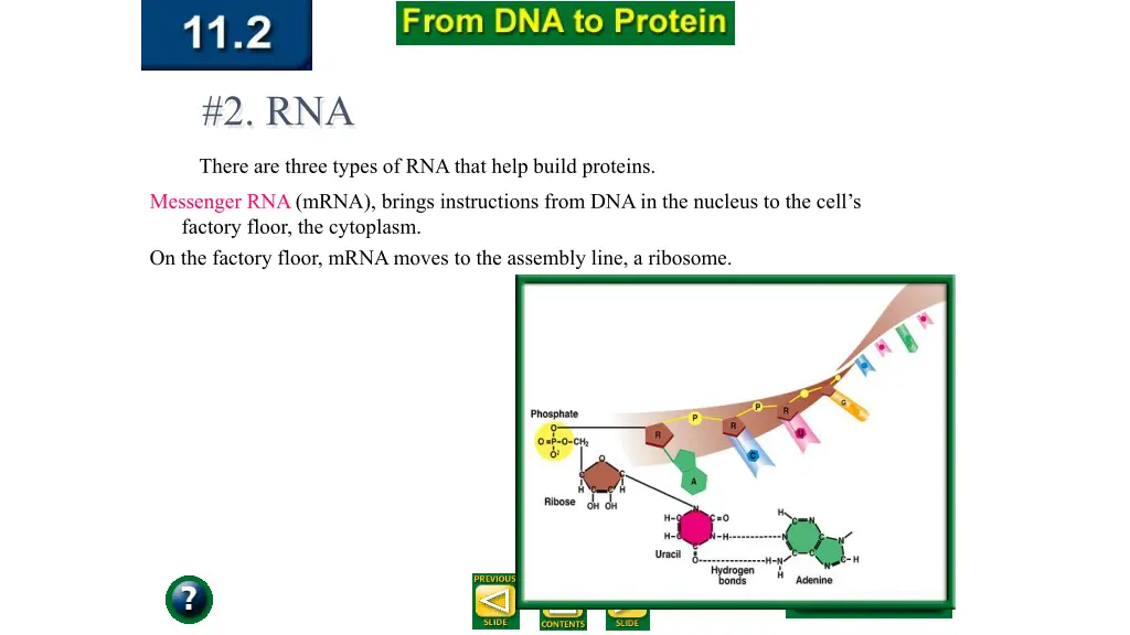 2 rna 1