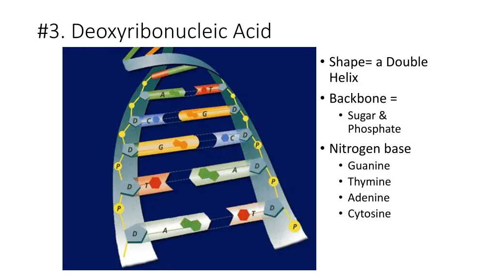 3 deoxyribonucleic acid