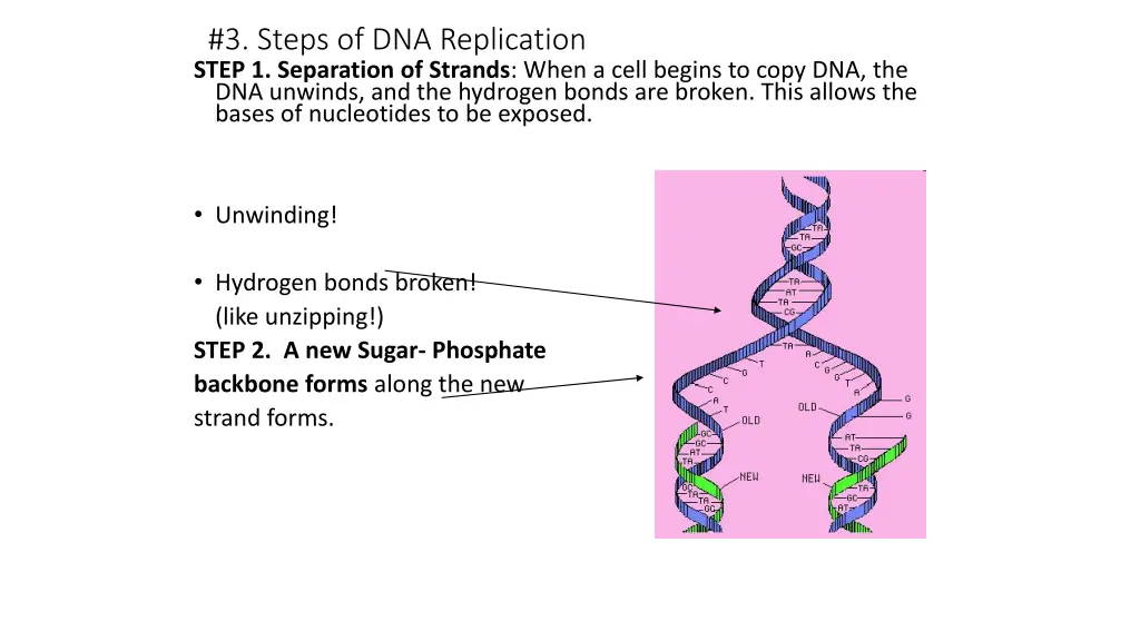 3 steps of dna replication step 1 separation