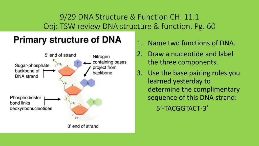 9 29 dna structure function