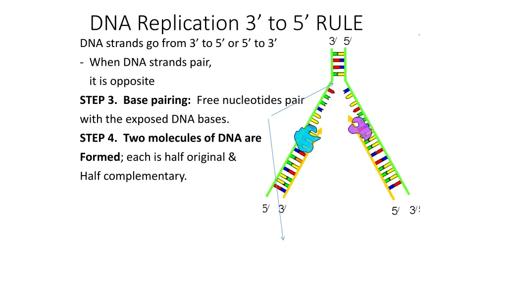 dna replication 3 to 5 rule dna strands go from