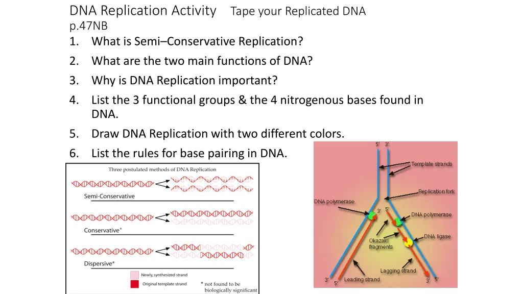 dna replication activity tape your replicated