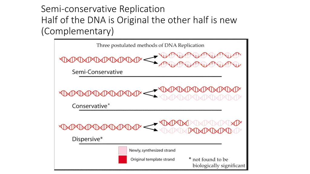 semi conservative replication half