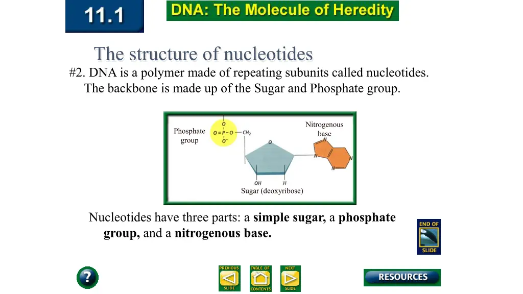 the structure of nucleotides 1