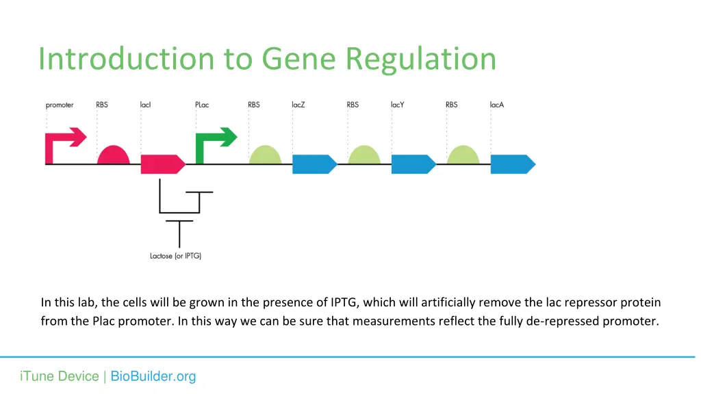 introduction to gene regulation 3