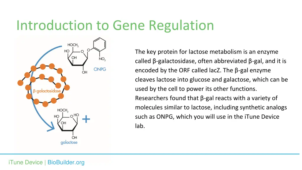 introduction to gene regulation 4