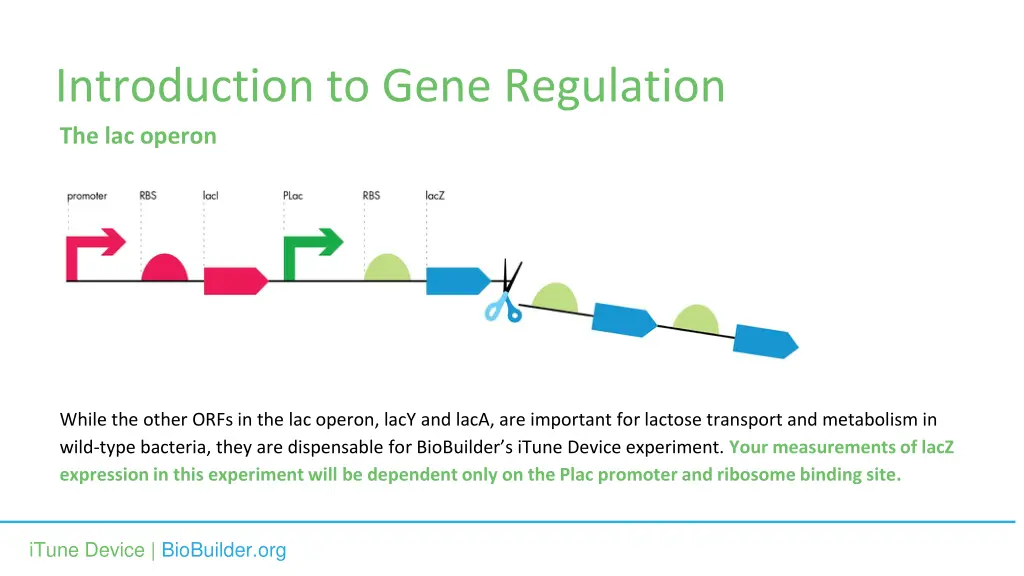 introduction to gene regulation the lac operon 1