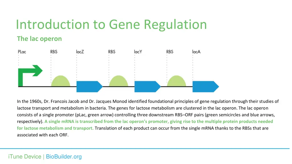 introduction to gene regulation the lac operon