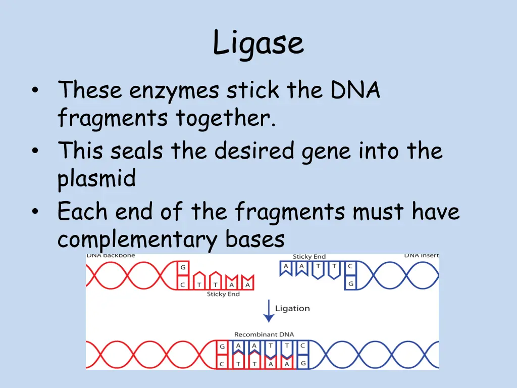 ligase