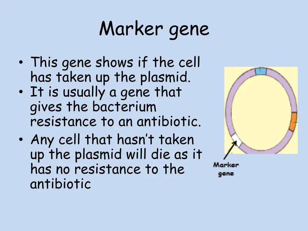 marker gene